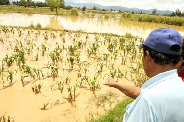 Seguro Agrario indemnizará Bs 15 millones a productores que perdieron cultivos por desastres