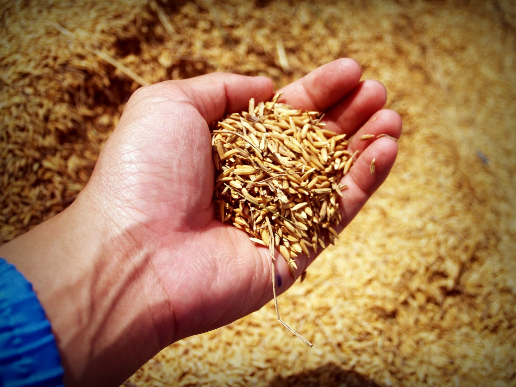 La Empresa Estratégica de Semilla registra producción récord para generar alta calidad de trigo